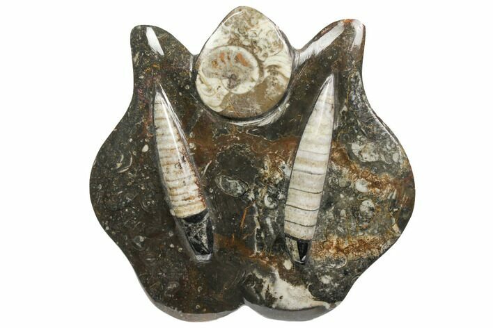 Fossil Goniatite & Orthoceras Sculpture - Morocco #111013